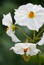 Kartoffelblüte